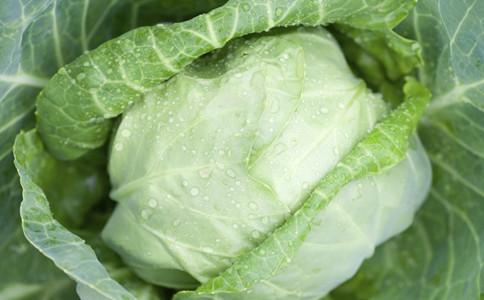 养胃食物 哪些食物能养胃 养胃的食物有哪些